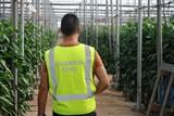 La Guardia Civil detiene al autor del robo de 3.000 kilos de melones de una explotación agrícola