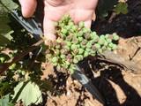 ASAJA pide medidas para los agricultores afectados por el granizo en Laujar