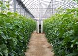 Cristalplant muestra en unas jornadas cómo hacer un buen injerto de pepino