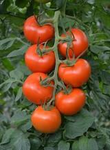 El tomate Paladium confirma su calidad excepcional con precios más altos para los ramos de calibre G