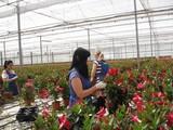 Francia compra más del 60% de las plantas vivas y bulbos que exporta Almería, y Holanda el 100% de la flor cortada