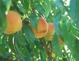 Melocotones y nectarinas lideran la producción de frutales, estimada para 2014 con cerca de 165.000 toneladas