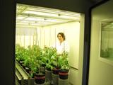 El Ifapa experimenta la respuesta del tomate raf en cámaras de ambiente controlado para mejorar la calidad