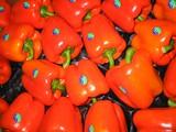 El pimiento California llega a finales de septiembre con precios muy por debajo de su rentabilidad