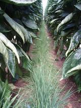 Koppert revela en Vegetal World los secretos del control biológico de pulgón y trips mediante cubiertas vegetales