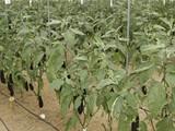 Las altas temperaturas y la creciente producción de calabacín y berenjena comienzan a repercutir negativamente en sus cotizaciones