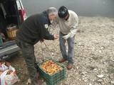 La Junta autoriza recoger un máximo de cinco kilos de setas por persona y día en terrenos forestales, solo para autoconsumo