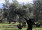 Solicitan que se reduzcan las peonadas necesarias para acceder a la prestación del subsidio y la renta agraria ante el descenso de un 56% de la producción del cultivo del olivar