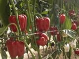 La RAIF alerta de un nivel elevado de mosca blanca en invernaderos de pepino y tomate en El Ejido e incidencia del virus de las venas amarillos en pimiento