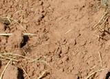 El PSOE demuestra que el Gobierno del PP no ha concedido ayudas a los agricultores y ganaderos afectados por la sequía