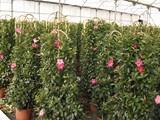 El IVA de flores y plantas vivas pasará del 21 al 10 por ciento