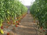 ASAJA plantea alegaciones al borrador de la Orden de módulos del Gobierno que deja fuera a las producciones agrícolas y ganaderas de la provincia