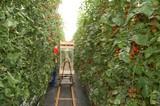 EL PAÍS se hace eco del incremento en un 50% de las exportaciones de tomate de Marruecos a la UE