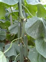 HORTYFRUTA recomienda la retirada de pepinos