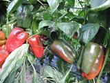 El pimiento, única hortaliza que se salva de una bajada, casi generalizada, de precios