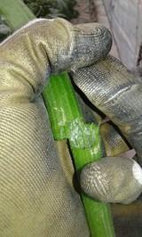 COAG prevé una pérdida de producción importante por las heladas de la noche del lunes
