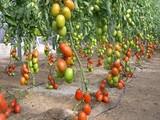 La UAL acoge el curso Certificaciones de Calidad en Explotaciones Agrícolas Intensivas de Horticultura Protegida