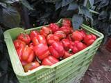 Los beneficiarios de las ayudas de la PAC deberán ser agricultores que obtengan al menos un 20% de sus ingresos agrarios por la venta de sus productos en el mercado