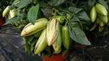 El Ifapa celebra en La Mojonera una jornada sobre diversificación y sostenibilidad en plantas solanáceas