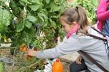 La SAT Ferva muestra sus invernaderos y  almacén a más de 100 niños