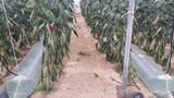 La Junta experimenta en el Ifapa de La Mojonera un sistema pasivo de calefacción en invernadero de pimiento