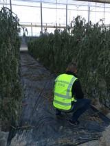 La Guardia Civil detiene al autor de un delito de daños tras arrancar 500 plantas de tomate