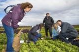 Rijk Zwaan reúne a la cadena agroalimentaria en las V Jornadas de Cultivos de Invierno al Aire Libre