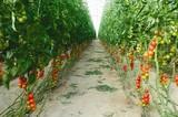 El Tomate cocktail Bacco F1 de Med Hermes Vegetables Seeds se confirma líder en Almería