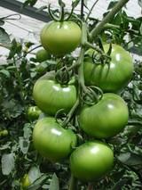 Coexphal denuncia la caída del 32% en el precio del tomate en el mes de febrero