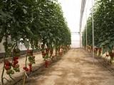 El sector exige medidas a la Consejería y el Ministerio de Agricultura por la crisis de precios