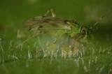 La nueva generación de enemigos naturales se basará en  la mejora genética y cría selectiva de las especies locales