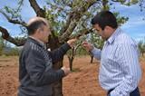 La climatología provoca pérdidas en las variedades tempranas y tardías de almendro