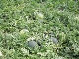 COAG exige a Agricultura que ponga en marcha la campaña ‘No cortes en verde’