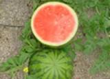 ASAJA aconseja a agricultores y comercializadoras que garanticen el corte de melón y sandía con el máximo de grados brix