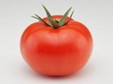 Potential F1*, el único tomate larga vida con gran calibre sostenido durante todo el ciclo