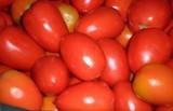 Roban 1.700 kilos de tomates no aptos para el consumo en Sevilla