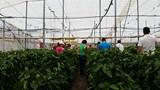 HM. Clause Ibérica presenta su nuevo California amarillo adaptado a las plantaciones precoces del Campo de Cartagena