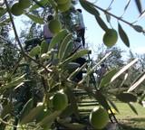 COAG prevé bajos precios y menos de 400.000 toneladas en la campaña de la aceituna de mesa