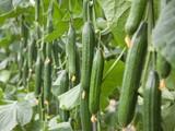 Brujula F1*, máxima calidad que revaloriza la producción de pepino largo en invierno