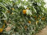 Octubre comienza con buenos precios en pimiento, calabacín y pepino Almería