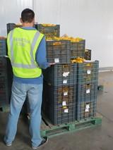 La Guardia Civil detiene a dos personas autoras del robo de más de 300 kg de pimientos de un invernadero de Adra