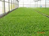 La cubierta Agroclima Adapt permite mejorar la productividad del cultivo y optimizar los costes