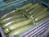 La reducción de sus volúmenes eleva el precio del calabacín hasta los 1,50 euros