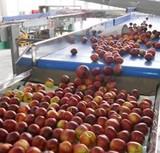 Tecnova mejora las líneas de procesado de las centrales hortofrutícolas evitando daños en los frutos
