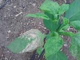 COAG alerta de la alta incidencia de mosca blanca, trips y virosis en hortícolas