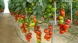 La exportación de frutas y hortalizas crece un 8 por ciento en volumen y un 14 en valor hasta septiembre en España