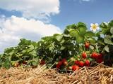 La segunda edición del 'EU Fresh Info & Round Table' sobre productos frescos será en diciembre
