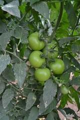 Cajamar presentará el miércoles el Informe de Campaña hortofrutícola y el nuevo volumen de Mediterráneo Económico