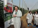 Seminis presenta su nuevo tomate ramo Laujar para siembras tempranas en Almería