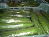 El pepino tipo Almería sigue sin 'levantar cabeza' y apenas se vende a 0,25 euros el kilo
